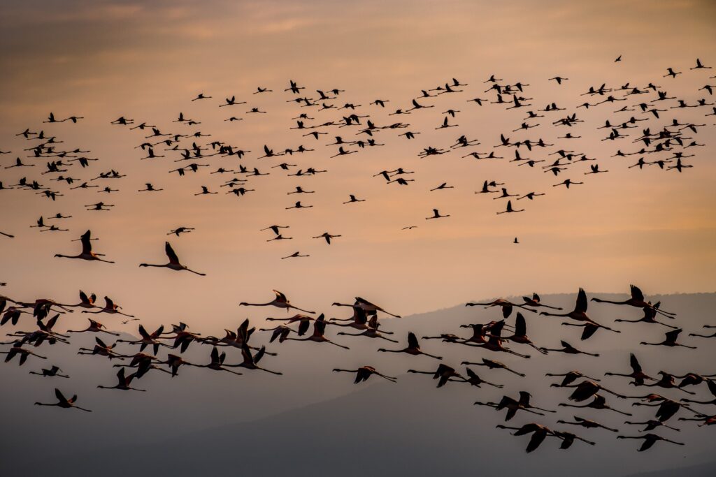 Istanbul Birding Flamingos near Istanbul