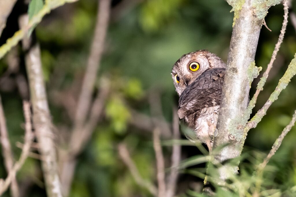 Istanbul Birding: Eurasian scops-owl