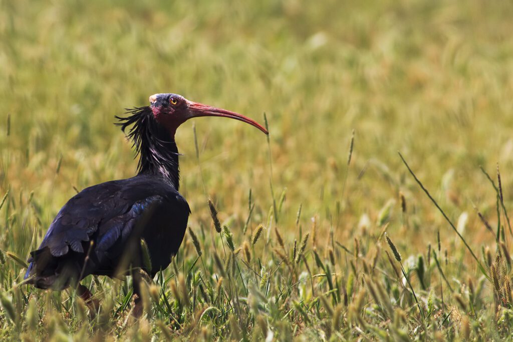 Wildlife Tours in Turkey: Northern Bald Ibis