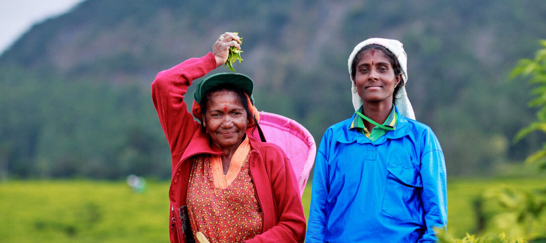 Tea pickers in Sri Lanka