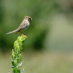 Birdwatching in Turkey Birdwatching in Turkey