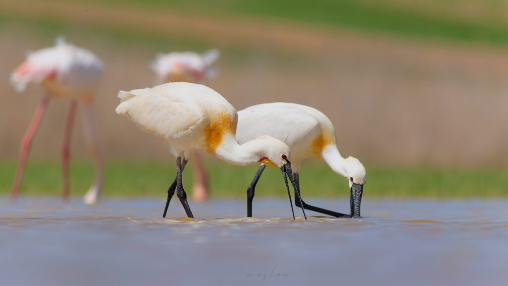 Birdwatching in Turkey : Eurasian Spoonbill