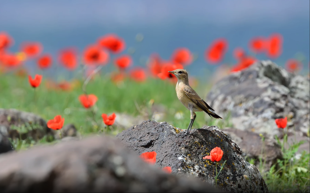 Birdwatching in Turkey :  Isabellina Wheatear-dogubeyazit