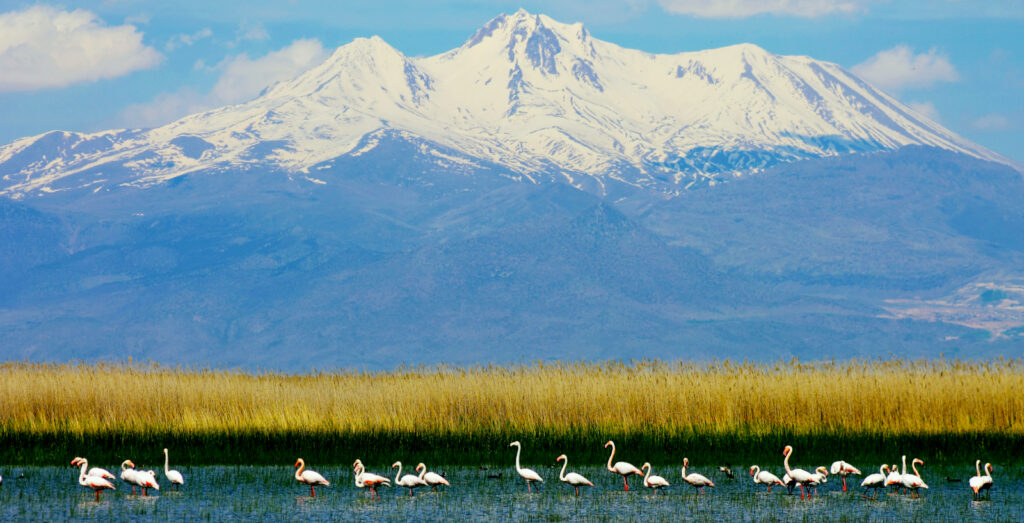 Birdwatching in Turkey : Sultan Marshes Bird Sanctuary