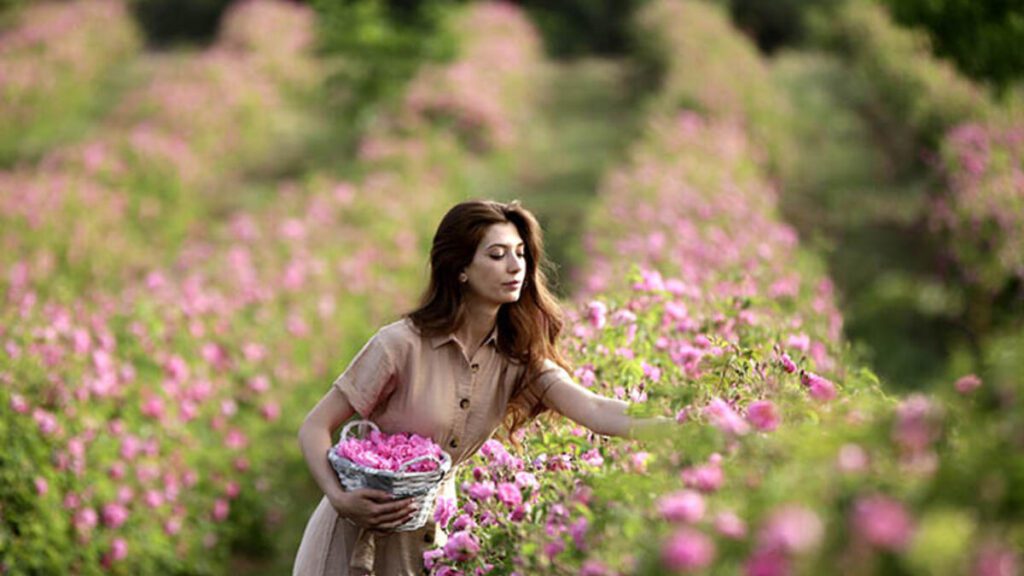 golden rose harvesting farms