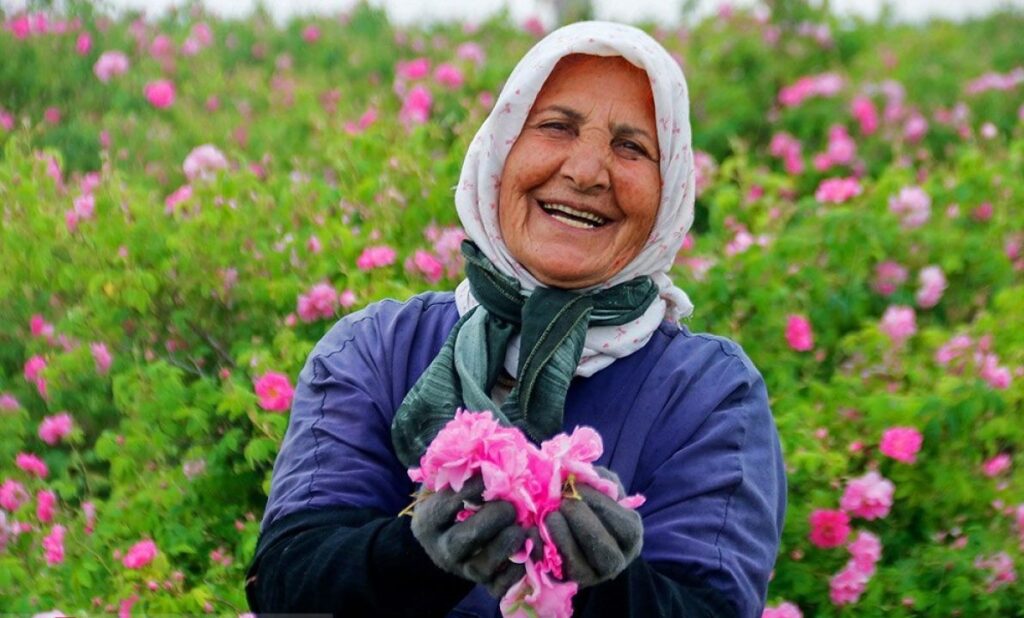 Turkey Rose Harvest Tour - Rose Festival in Turkey | Eskapas