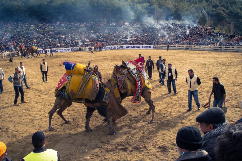 Tailor Made Turkey Tours : Join a unique camel wrestling festival