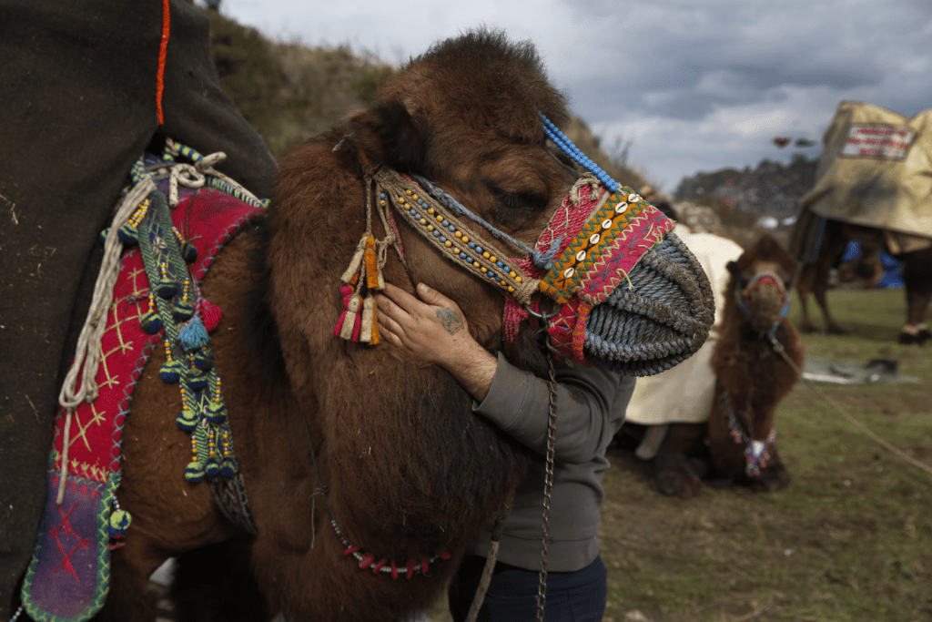 Camel Wrestling Festival