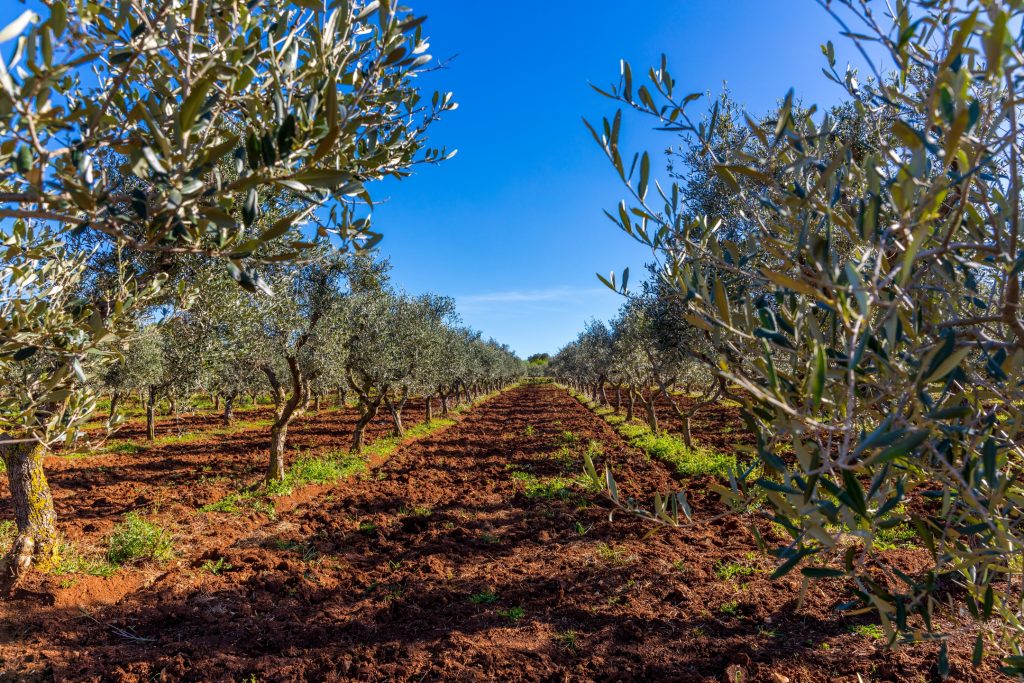 Olive Harvest in Greece