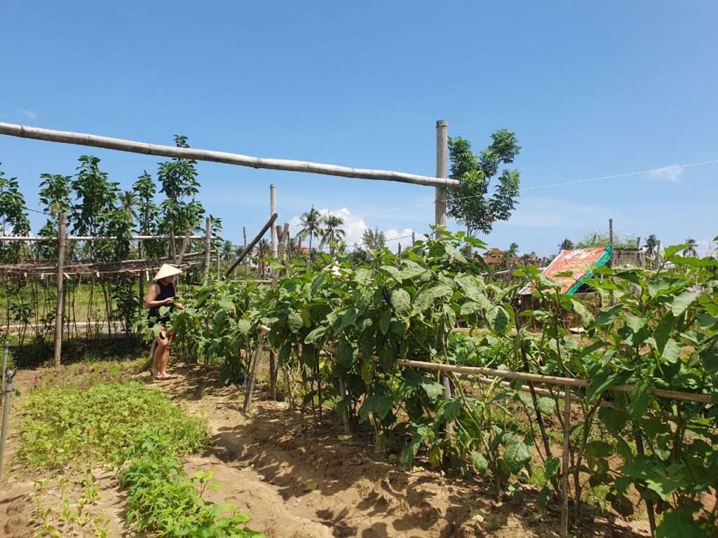 Thanh Dong organic farm