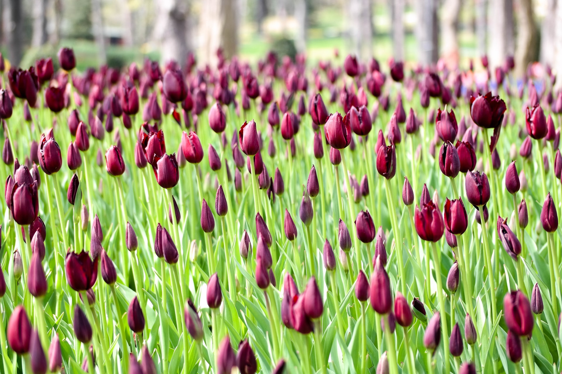 Istanbul Tulip Festival - 2023 - Best Locations for Photography
