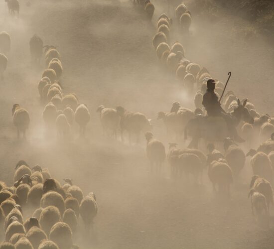 flock of sheep in turkey