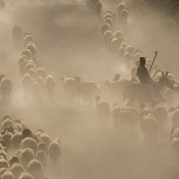 flock of sheep in turkey