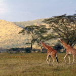 Rotschild giraffes, Lake Nakuru National Park, Kenya