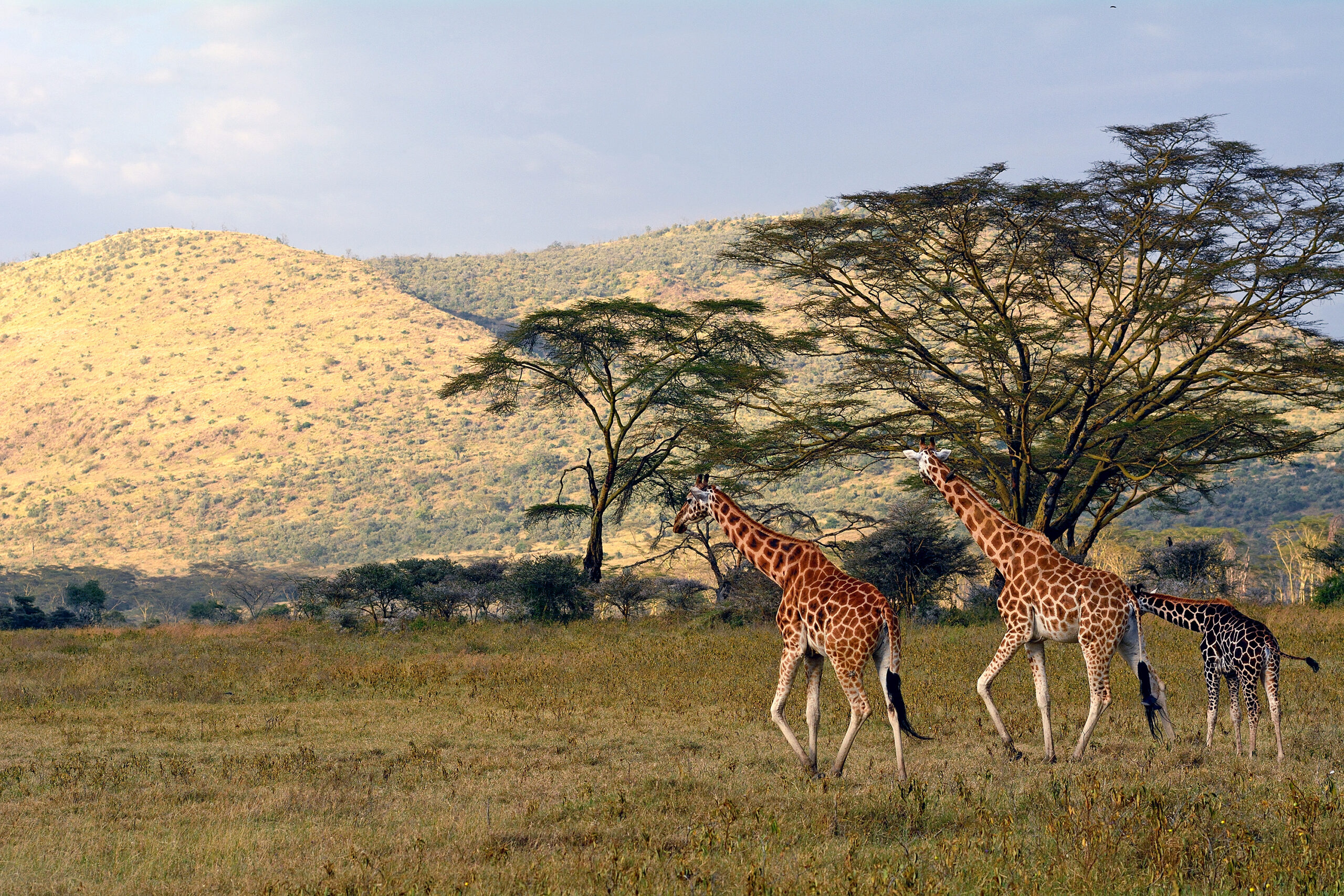 Rotschild giraffes, Lake Nakuru National Park, Kenya