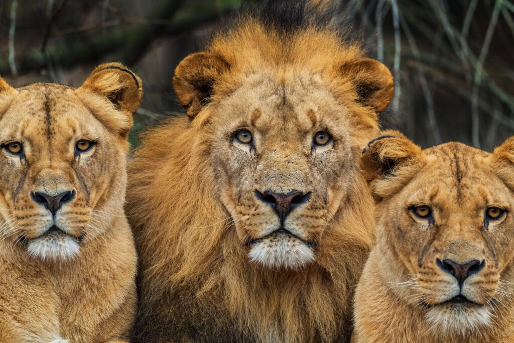 Katanga Lion - Panthera leo bleyenberghi, iconic animal from Africa