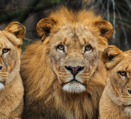 Katanga Lion - Panthera leo bleyenberghi, iconic animal from Africa