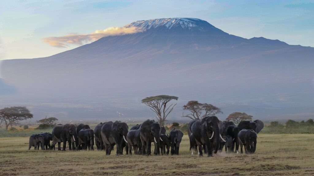Kenya Private Discovery - Mt. Kilimanjaro
