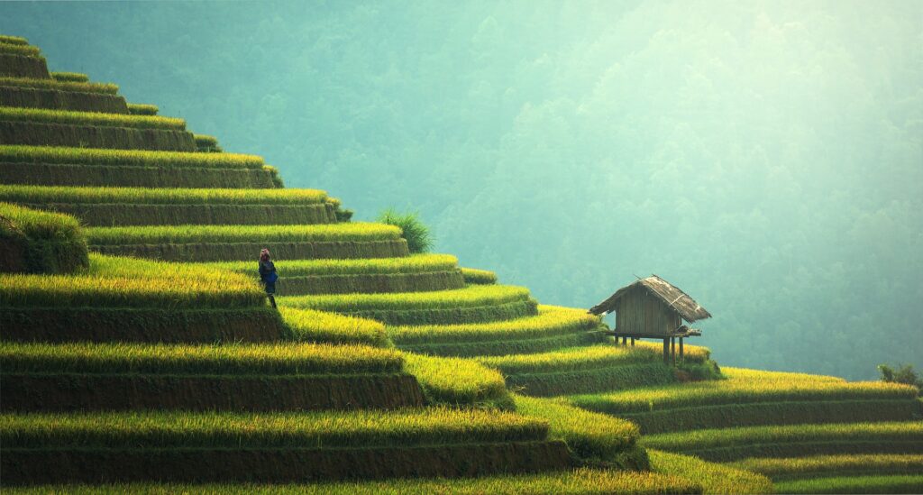 Agriculture, Rice plantation, Thailand