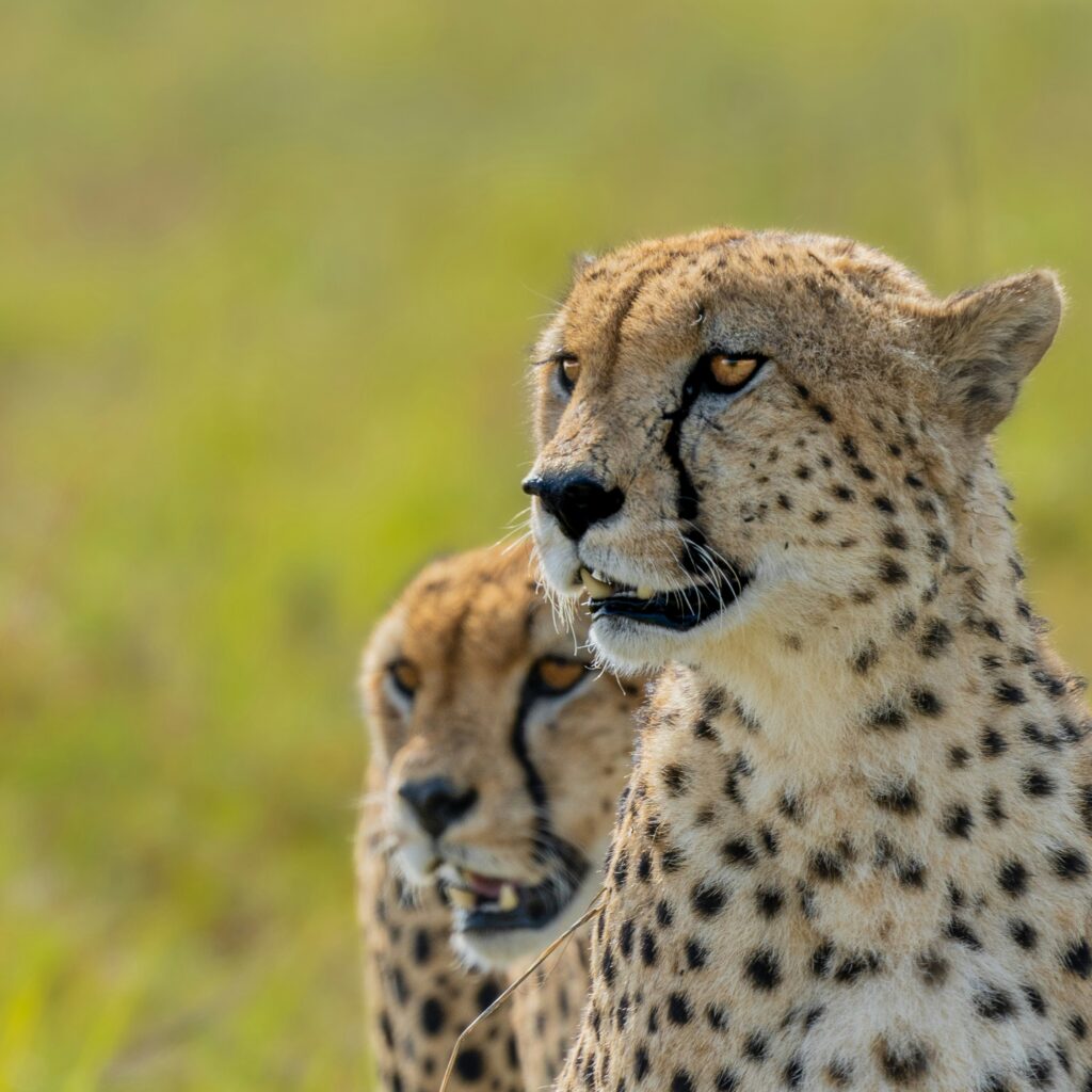 Kenya Private Discovery - Cheetah