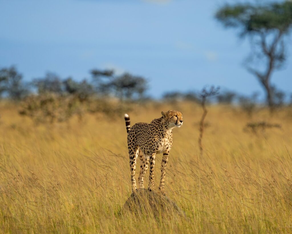 Masai mara savannah