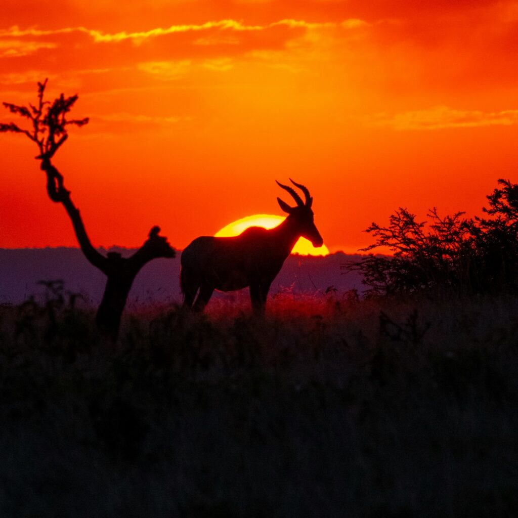 Kenya Safaris Meru National Park