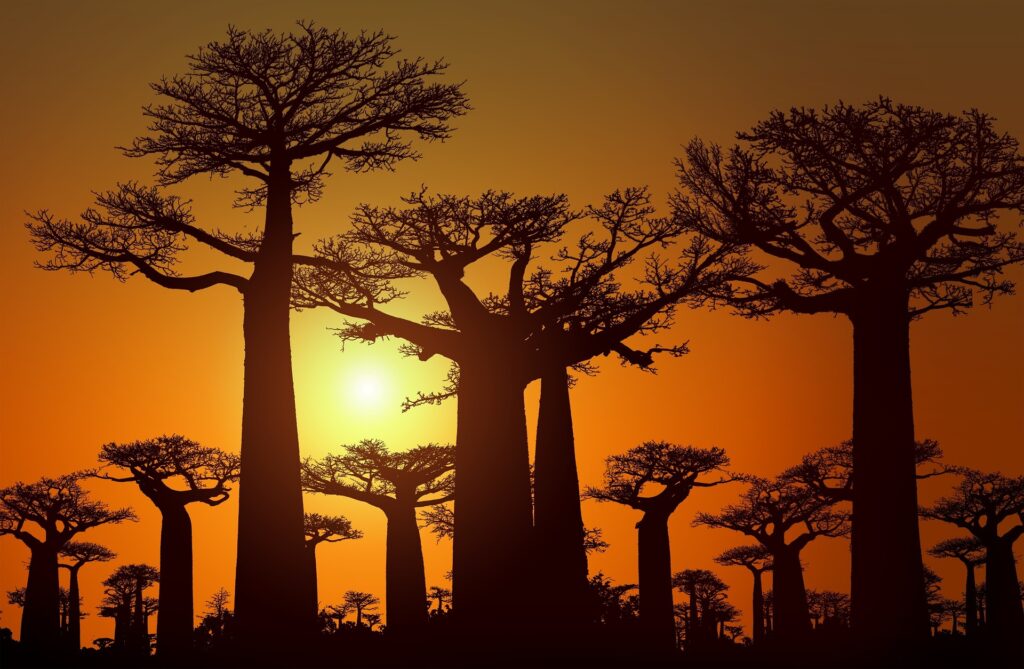 13 Must See places in Madagascar / Baobabs