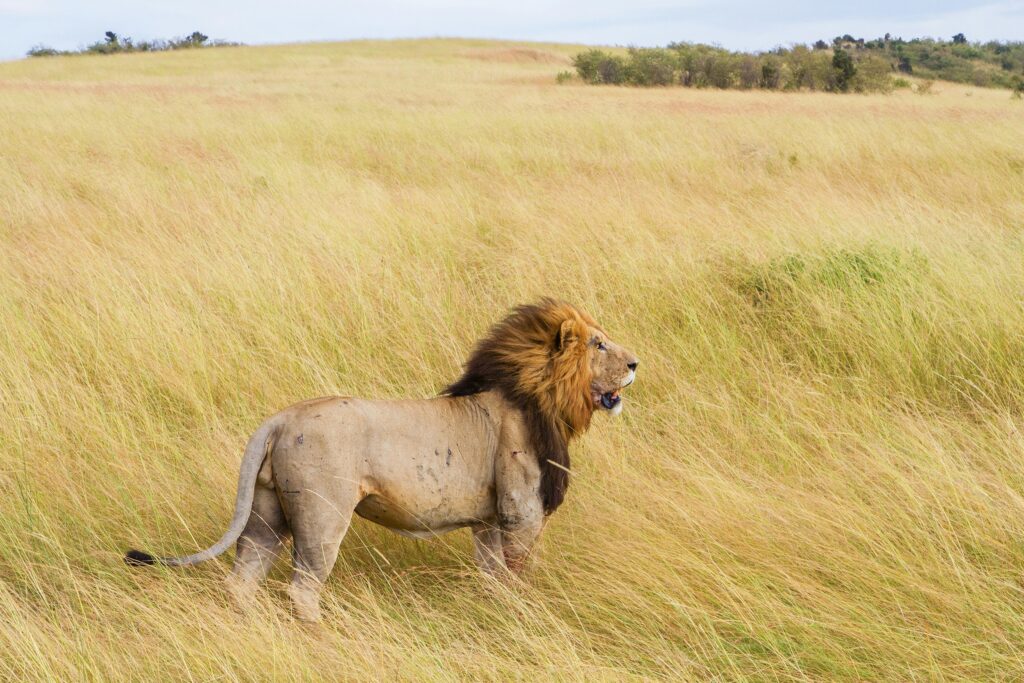 Masai Mara Lion the King