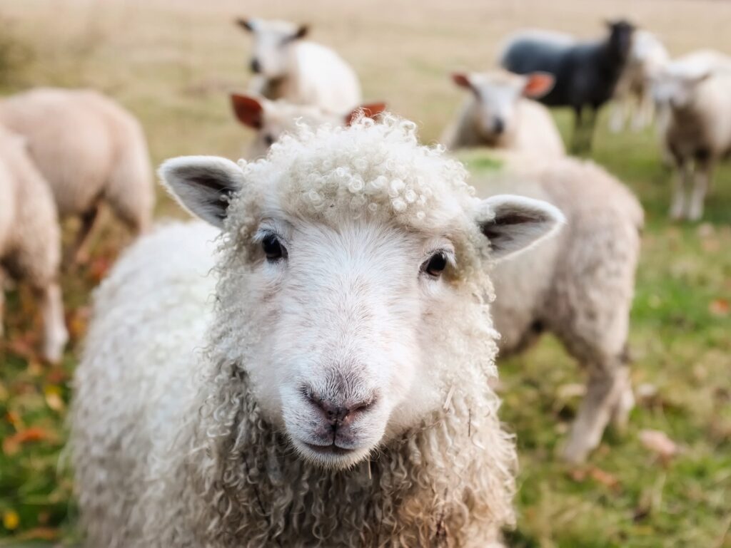 ireland-sheeps