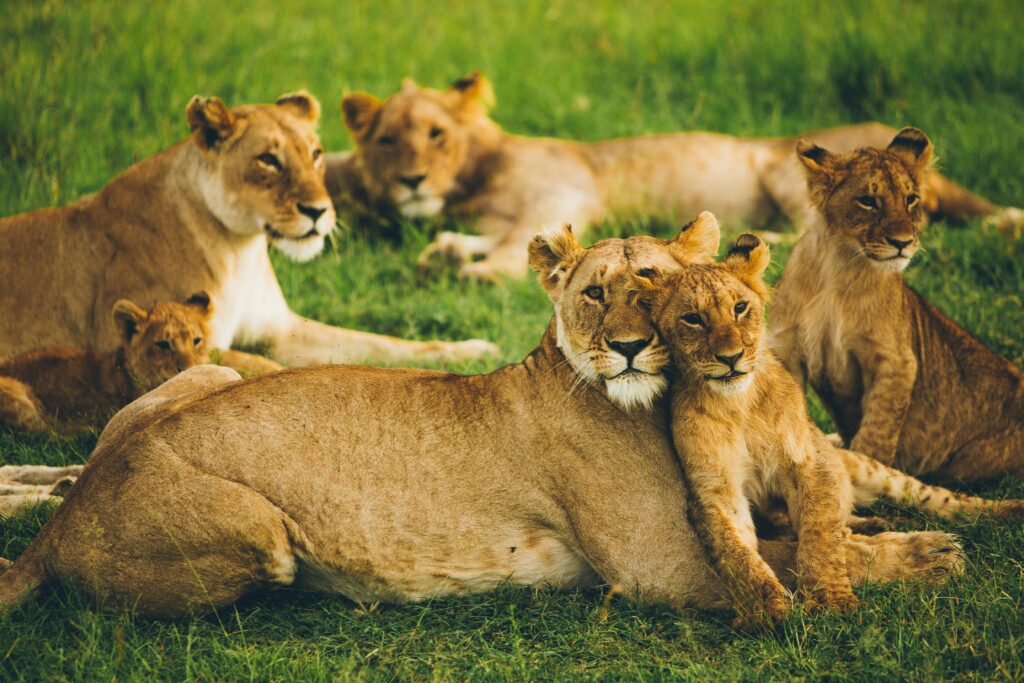 Kenya Private Discovery : Lion Family