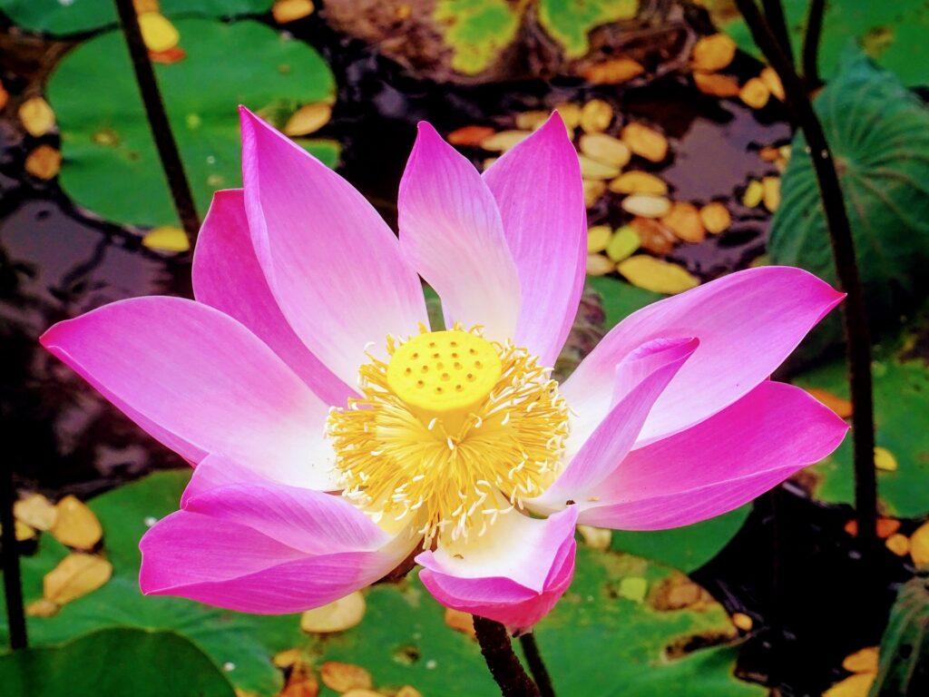 Bali Adventure - Lotus flower