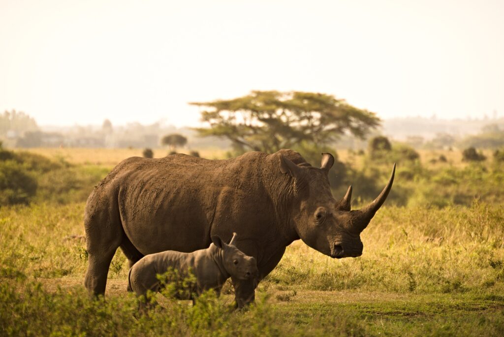 Masai Mara, rhino