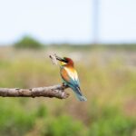 Eurpean Bee Eaters