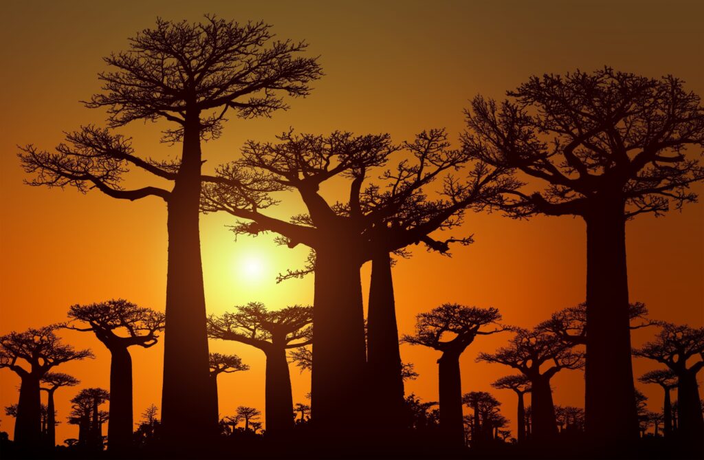 sunset-at Baobab Avenue madagascar