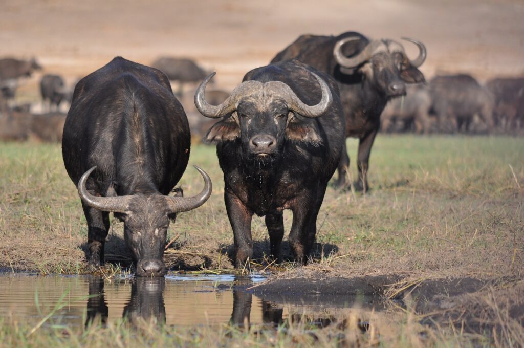 Discover the Rich Wildlife of Masai Mara National Park / Buffalos
