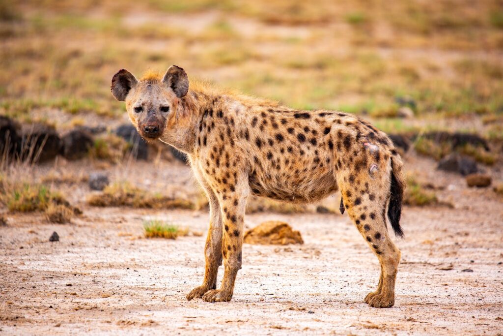 Discover the Rich Wildlife of Masai Mara National Park / Hyena