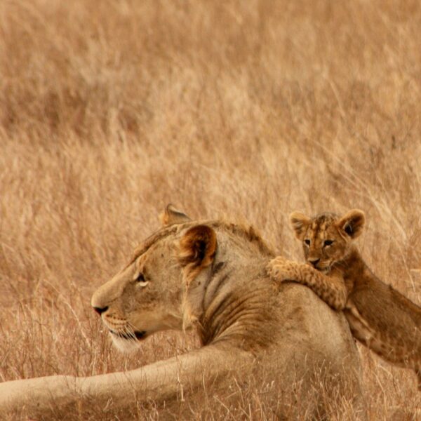 lion family, masai mara, kenya