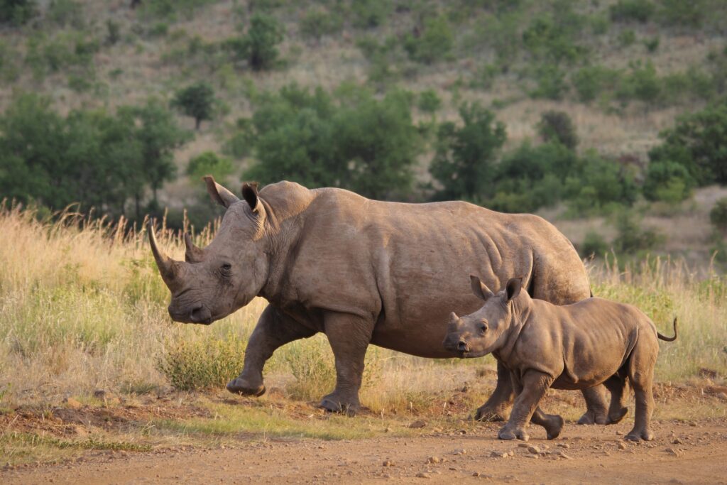 Discover the Rich Wildlife of Masai Mara National Park / Rhinoceros