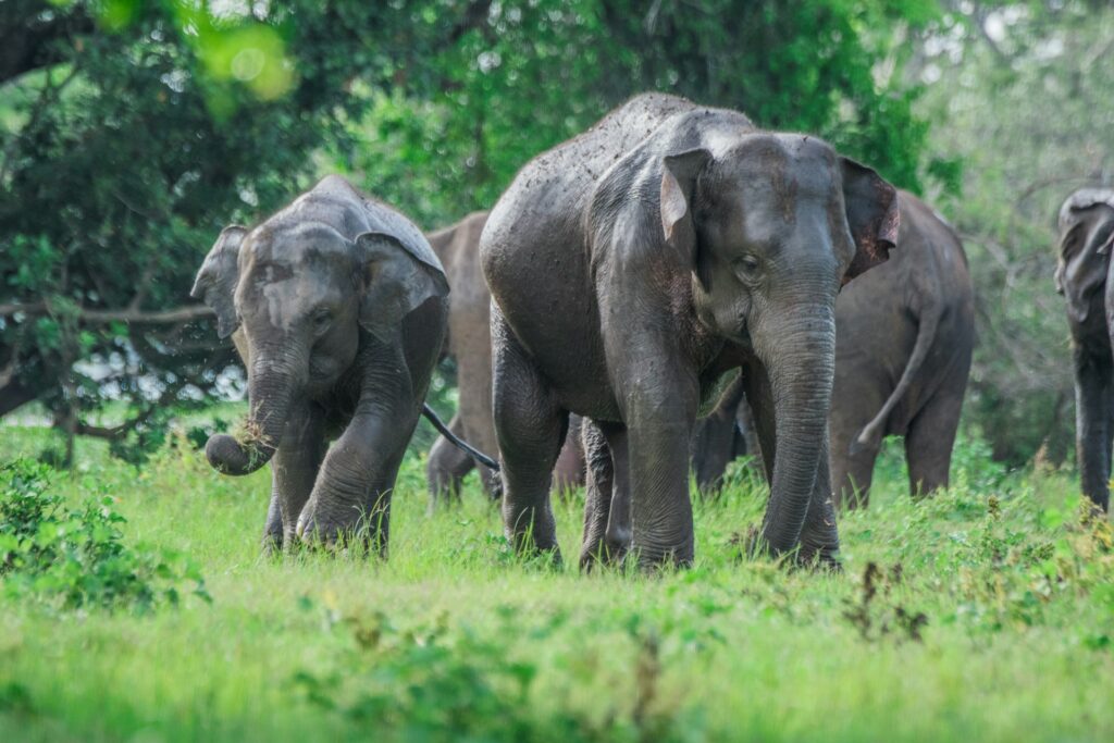 Best Things to Do in Passikudah / Minneriya National Park