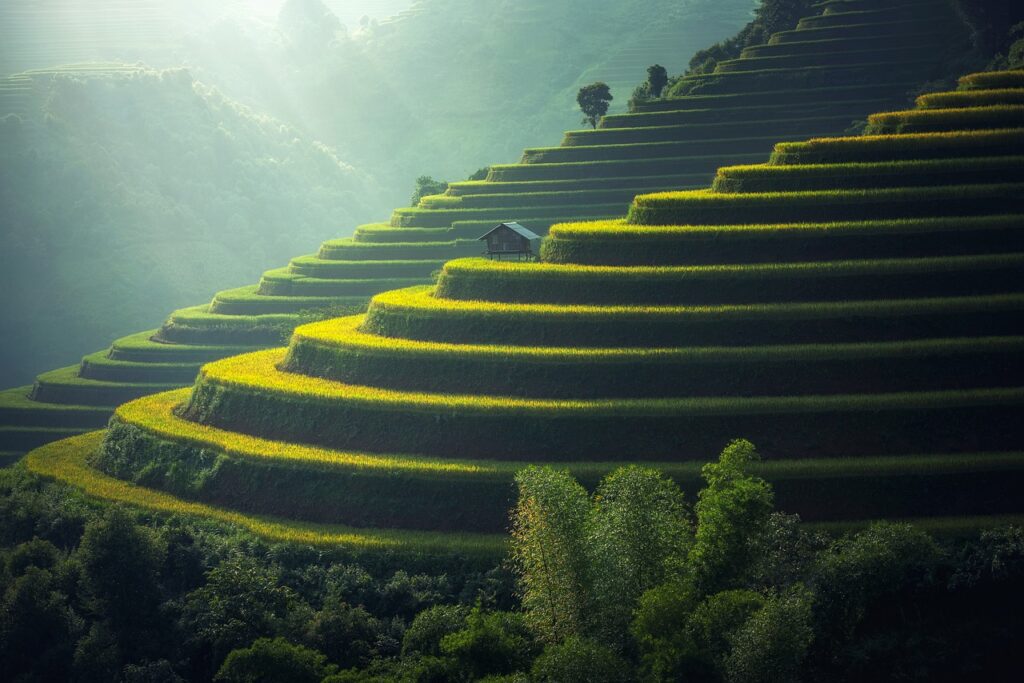 Best Things to Do in Bali in 2024 / Rice Terraces of Bali