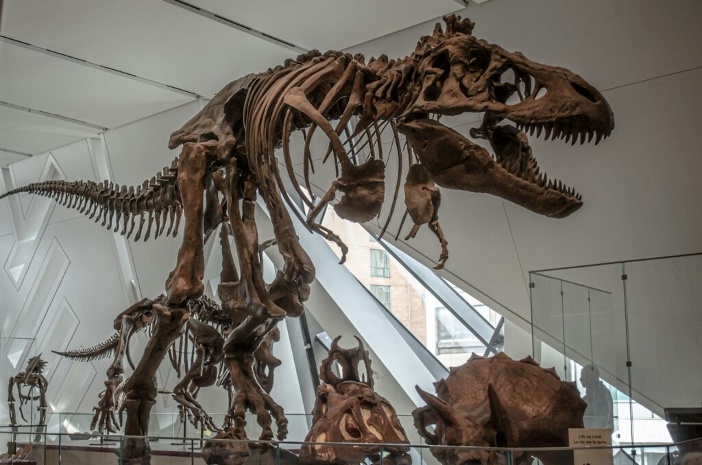 Best Places to Visit in Toronto / Royal Ontario Museum