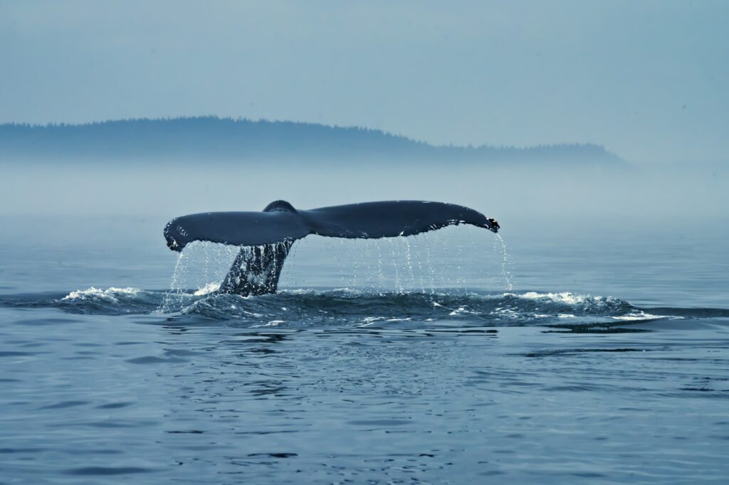 Best Things to Do in Passikudah / Whale and dolphin sightings can be made off the coast of Passikudah.