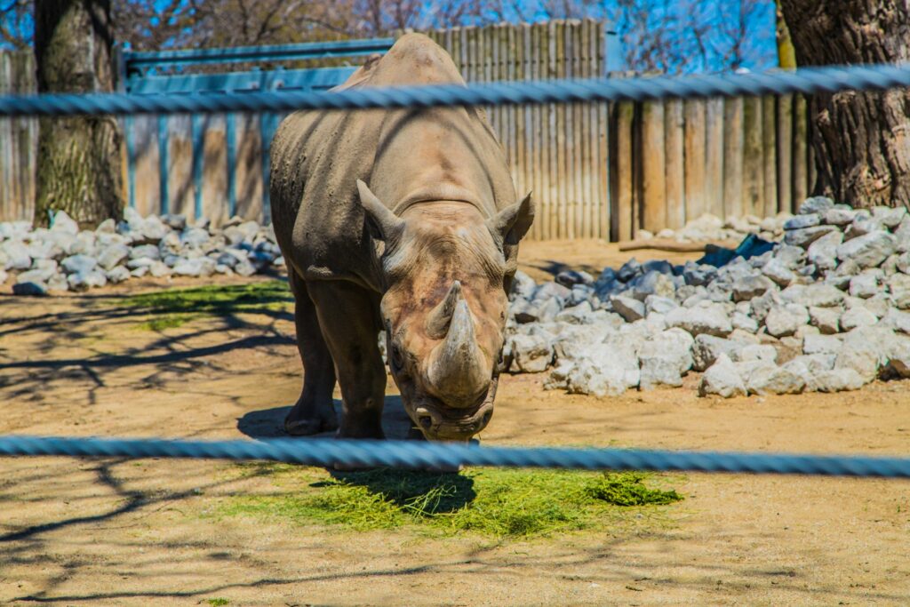 14 Best Places to Visit in Chicago / Lincoln Park Zoo