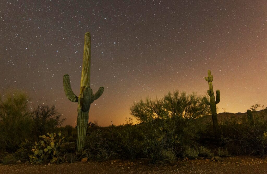 13 Best Places to Visit in Arizona / Saguaro National Park