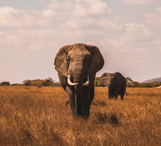 Africa Tours From USA