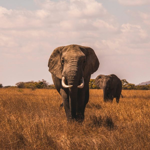 Africa Tours From USA