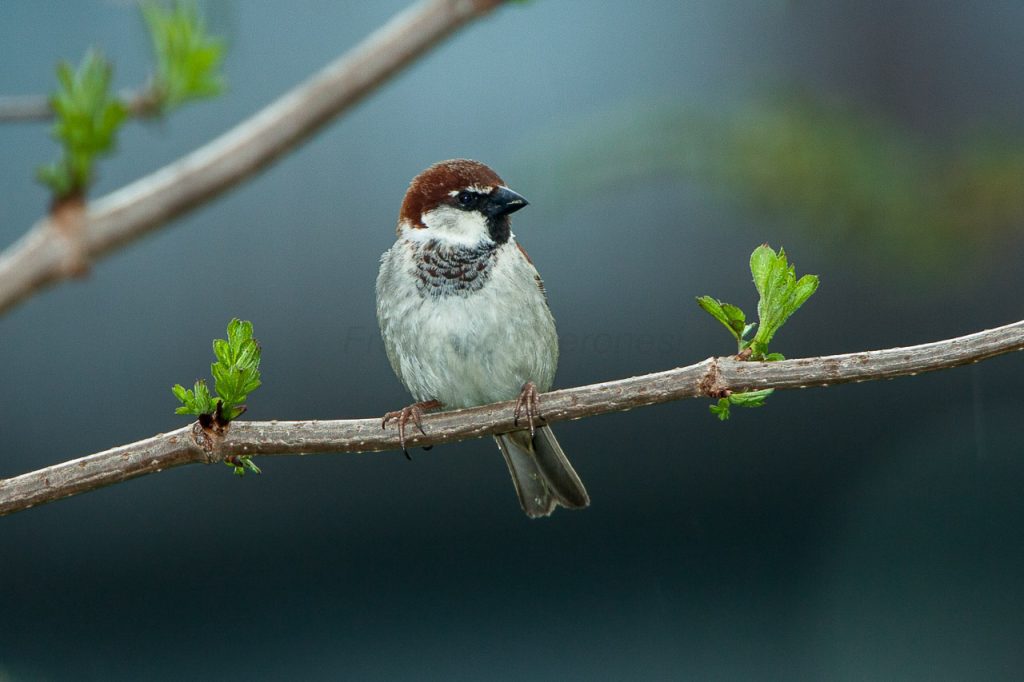 Italian Sparrow - Aosta Valley, Italy
